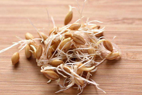 1526089458114726.jpg 穀物發芽.jpg