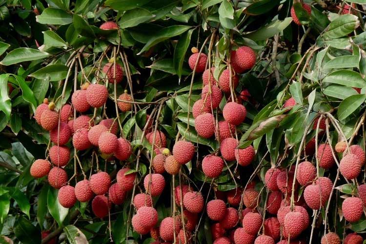 如何選擇荔枝烘幹機改善荔枝幹果？