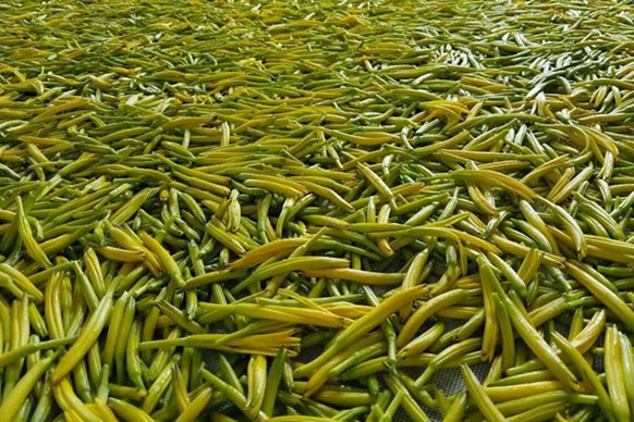 無硫金針菜烘幹如何保持品相？不發黑？_草莓小视频黄色廠家