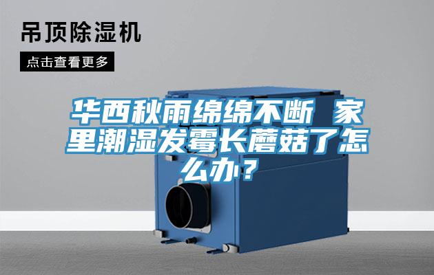 華西秋雨綿綿不斷 家裏潮濕發黴長蘑菇了怎麽辦？