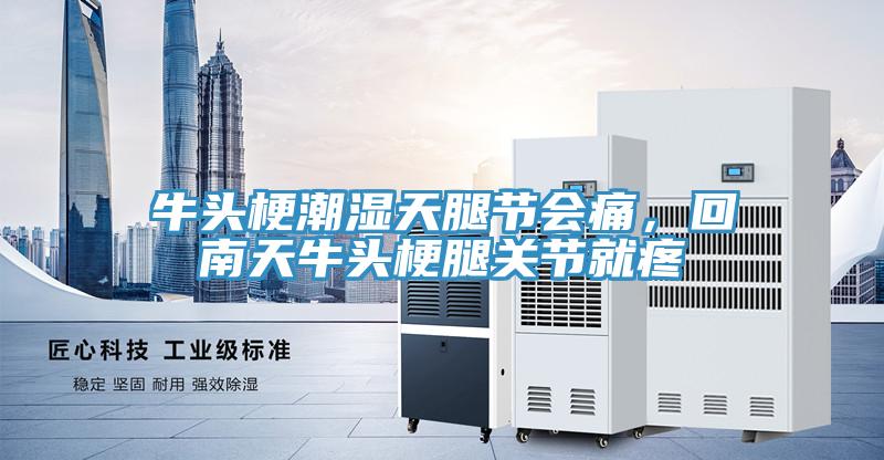 牛頭梗潮濕天腿節會痛，回南天牛頭梗腿關節就疼