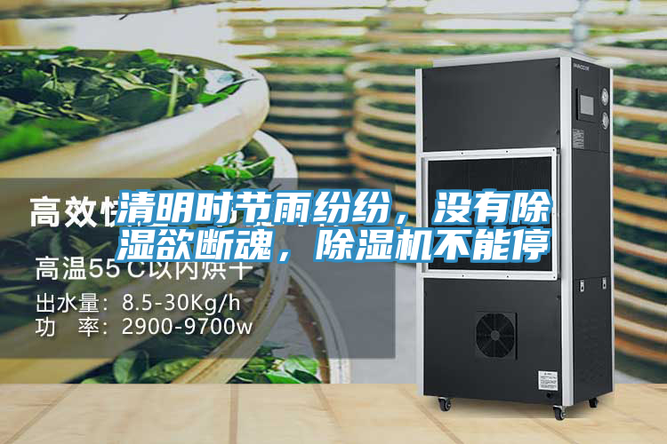 清明時節雨紛紛，沒有除濕欲斷魂，草莓小视频黄色不能停