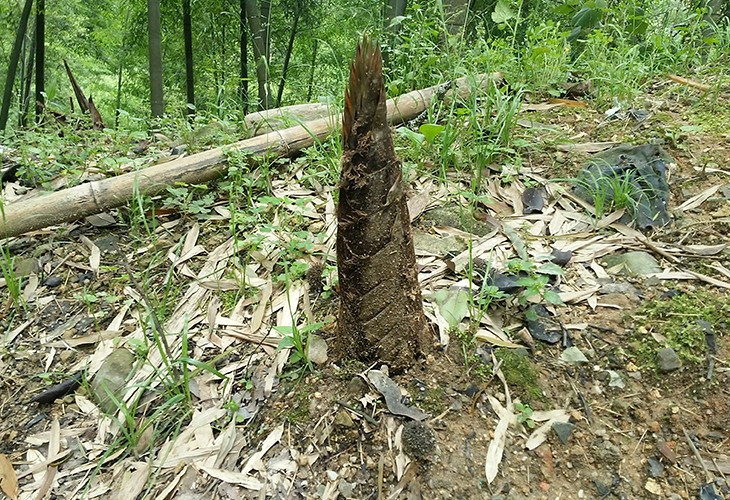 福建省漳州市薌城區客戶閩筍幹幹燥烘幹草莓小视频黄色